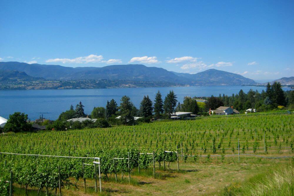 okanagan-vineyard